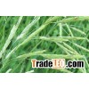 Oat Extract