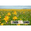 Wild globeflower extract