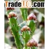 Cholla Stem Extract