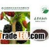 Mulberry P.E