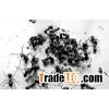 Black ant extract