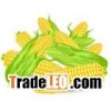 corn sheller