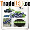 Bilberry P.E.