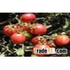 Lycopene