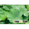 Lotus Leaf Extract  Flavone20%