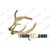 Pilose Deer Horn Extract