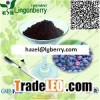 Blueberry Extract