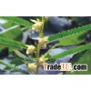 Cassia Nomama Extract (Plant Extract) Flavanol 8%, 10%, 12%,