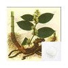 Polygonum Extract