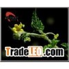 Tribulus Terrestris Extract
