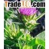 Milk Thistle Extract
