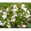 Eyebright Extract Powder