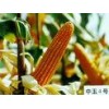 zeaxanthin (sophie@healthynaturalcolor.com)