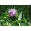 Milk Thistle Extract