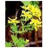 St. Johns Wort Extract