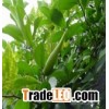 Gymnema Sylvestre Extract Powder