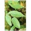 Epimdium Brericornum Extract