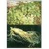 Ginseng Extract