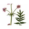 Valverian extract