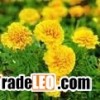 Lutein 20%~80%
