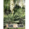 Yucca Extract Powder