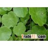 10:1  Lysimachia christinae Hance. P.E