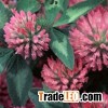 Red Clover Extract