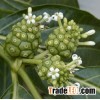 Noni Extract Powder