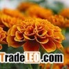 lutein
