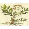 Valerian Extract