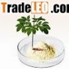 Notoginseng extract
