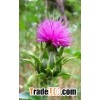 Milk Thistle Extract 80% silymarin (UV-VIS)
