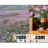 Purenature fresh Chinese Milk Vetch Honey