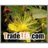 Black Cohosh Extract powder