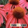 Echinacea purpurea Extract