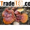 Reishi Mushroom