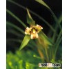 OLIVE LEAF EXTRACT