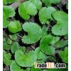 Gotu Kola P.E.