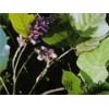 Pueraria P.E