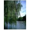 White Willow Bark Extract