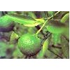 Synephrine Extract