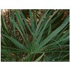 Saw Palmetto P.E.