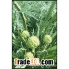 Artichoke Leaf  Extract Powder