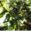 Black Currant Extract Powder(Ribes nigrum)