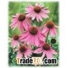 Echinacea Purpurea Extract