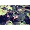 Schisandra Extract