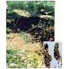 Angelica Extract