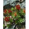 Rhodiola Rosea Extract