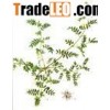 Protodioscin(Tribulus Terrestris Extract)