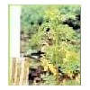 Astragalus Extract